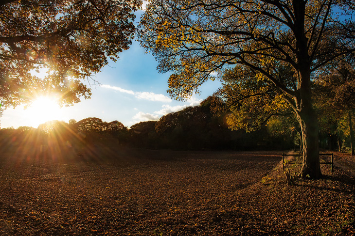 Autumn in Golborne